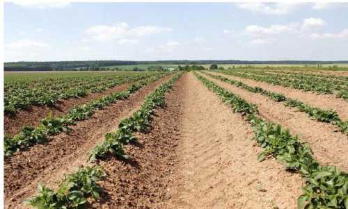 戊土和己土的原始类像土五行的喜忌很重要