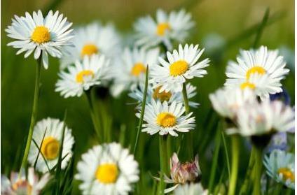 “松柏木特点 - 辛卯兔松柏木命详解 