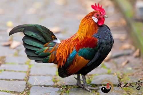 周公解梦梦见大公鸡气疯,预意自己拥有 十分非常好的运程,可是要在