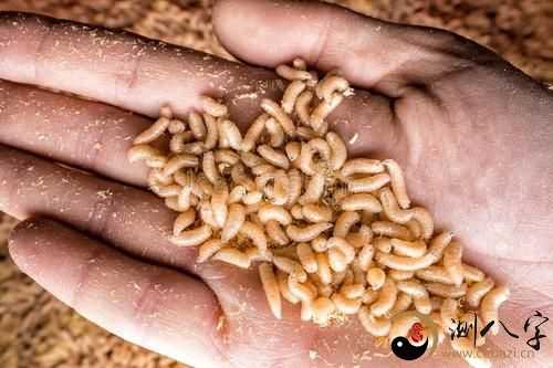 梦到自己全身蛆