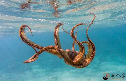 梦见海边抓章鱼