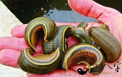 梦见水蛭咬我脚