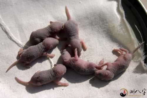 梦到一窝的老鼠仔