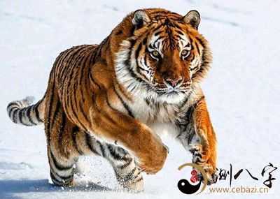 梦到老虎吃人见血