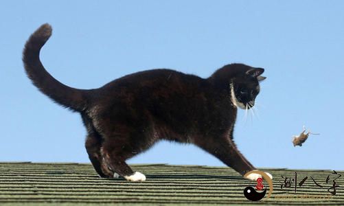 梦见猫扑老鼠