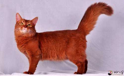 梦见被鲜红色猫咬