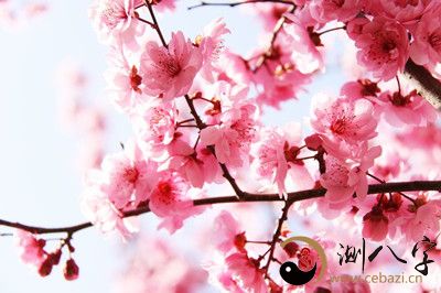 梦见桃花桃花绽放