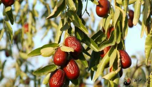 周公解梦梦见满树大枣,意味着着荣华富贵,表明可能红运当头,迅速便会