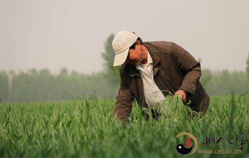 梦见在地里拔草是什么意思?梦见在地里拔草预示着什么?