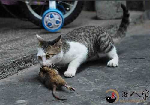 梦见踩到死耗子