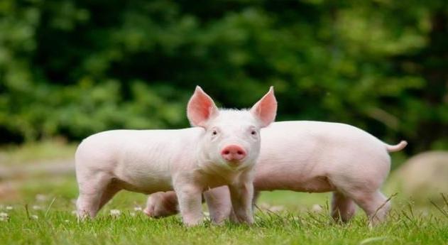 马羊猴鸡狗猪6个属相不一样性子看一下是否有你