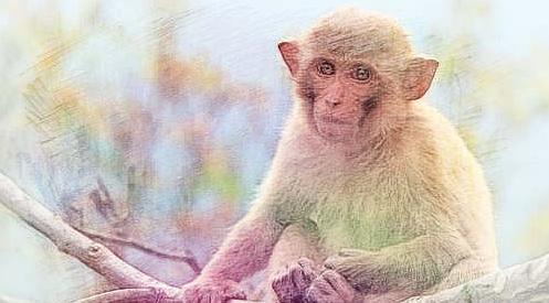 马羊猴鸡狗猪6个属相不一样性子看一下是否有你