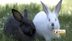 “87年女属相兔2022年运势