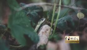 “77年属蛇男2022年运势分析