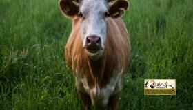 “46岁属牛的人会遇上哪些坎