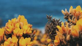 “倒挂金钟花的风水禁忌
