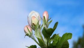 “阴历正月初七出生的人