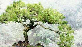 “2023兔年腊月出生的人属什么