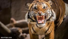 “1974年属虎人2023年运程