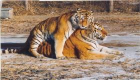 “属虎的和属鸡的相配吗