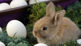 “1963年属兔的人运程