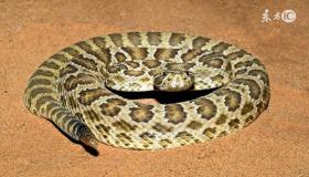 “1977年属蛇女性