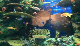 “八字食神伤官测算