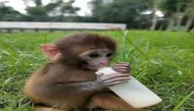 “属猴的人2023年的运势