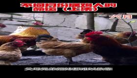 “几月属鸡的人命运好