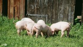 “1983年属猪的人今年有没有桃花运