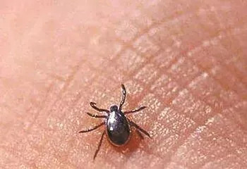 梦见好多虫咬我