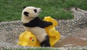 “梦见小动物跟着