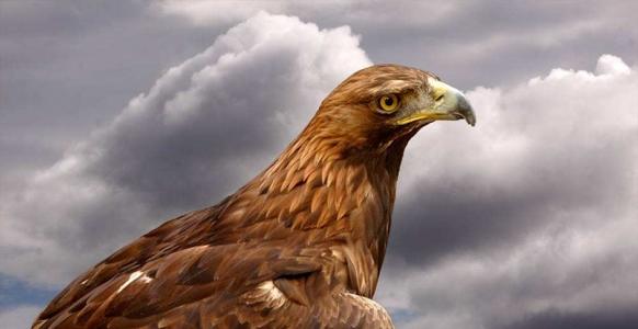 梦见给大鸟洗澡喂食