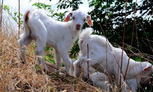 梦见羊生小羊羔