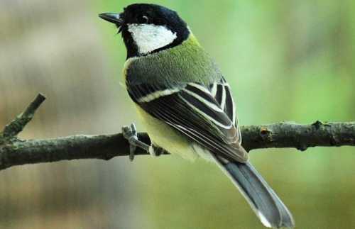 梦见鸟叫的声音很大