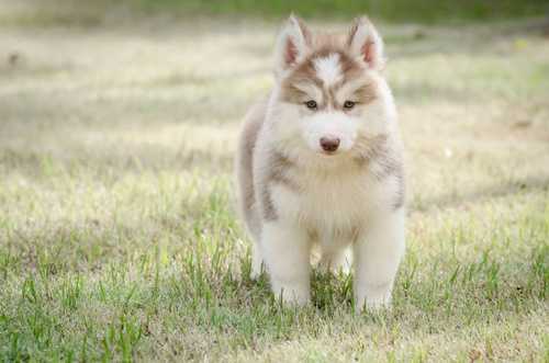 梦到狗咬我手有嘴印