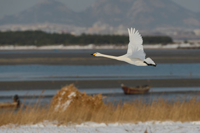 梦见天鹅在天上飞