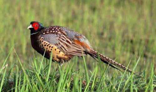 梦见野鸡飞走了