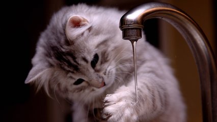 梦见自己家的猫很脏