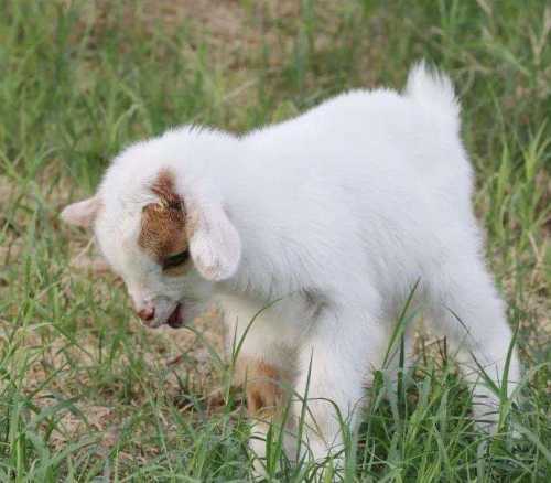 梦见小羊羔向我走来