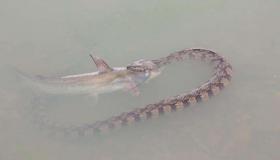 “梦见许多蛇和鱼代表什么