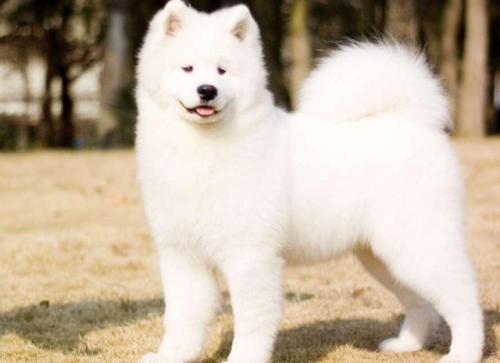 梦见一条白狗咬我