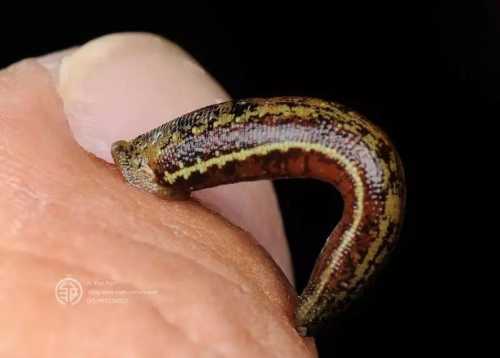 梦见水蛭咬我脚