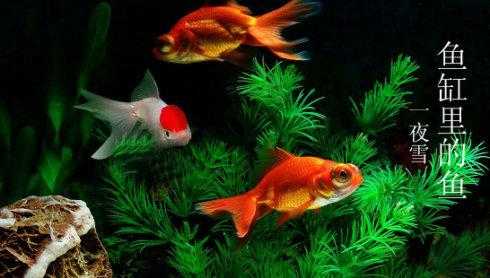 梦见自己家的鱼缸的鱼死了