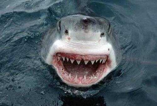 解梦鲨鱼牙齿