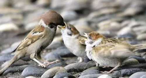 梦见鱼钩勾住麻雀后放生