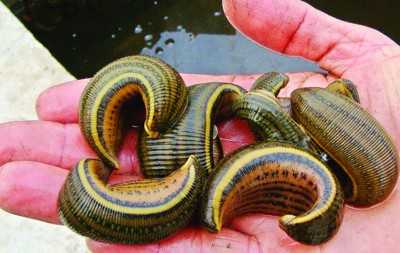 梦见水蛭咬我脚