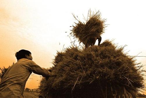 梦见车拉好多麦子