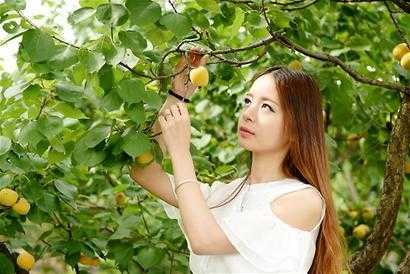 梦见摘杏子吃掉