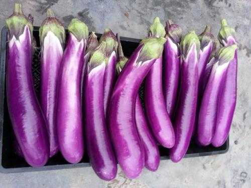 梦见又大又圆的紫茄子